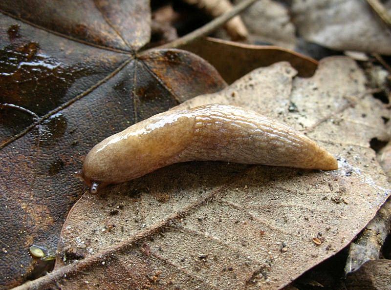 Deroceras reticulatum